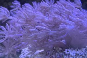 Pulsating Xenia Thumbnail