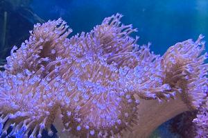 Toadstool Mushroom Leather Coral Thumbnail