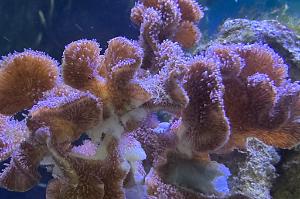 Lettuce Coral Thumbnail