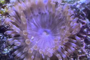 Bubble Tip Anemone Thumbnail