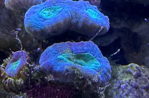 Candy Cane Coral Thumbnail