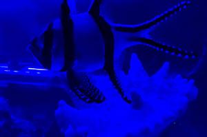 Banggai Cardinalfish Thumbnail