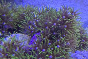 Green Star Polyps Thumbnail