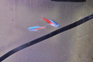 neon tetra Thumbnail