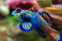 Mandarin Dragonette Thumbnail