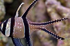 Banggai Cardinal Thumbnail