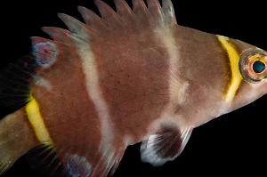 Possum Wrasse Thumbnail