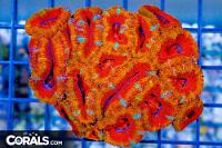 Orange acan - sweet! Thumbnail