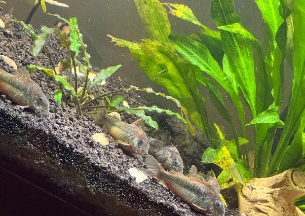 Rehomed Corydoras