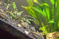 Rehomed Corydoras  Thumbnail