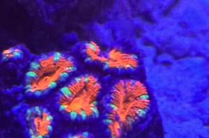 Rainbow Acan Thumbnail