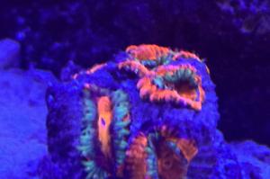 Rainbow Acan Thumbnail