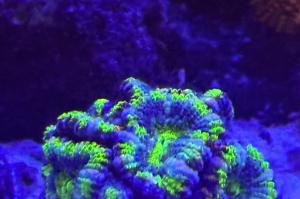 Rainbow Acan Thumbnail