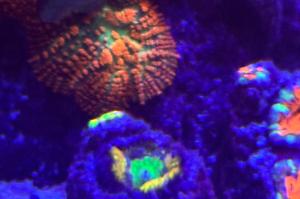 Rainbow Acan Thumbnail