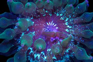 Green Bubble Tip Anemone Thumbnail