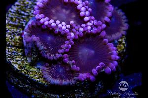 Zoanthid