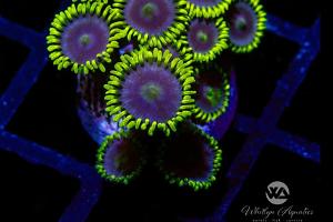 Zoanthid