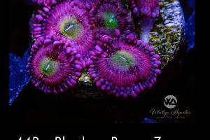 Zoanthid