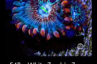 Zoanthid