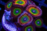 Zoanthid