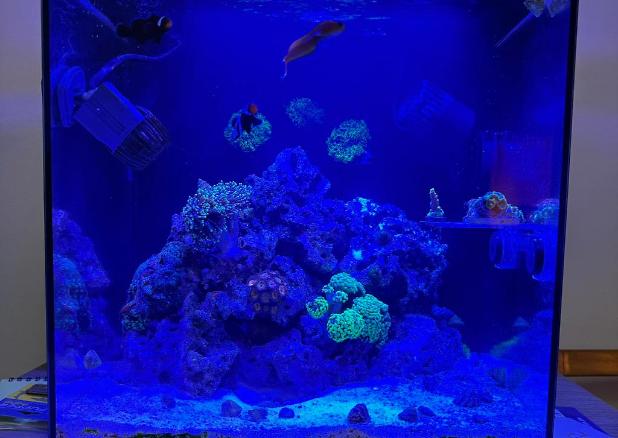 My Aquarium on 2024-11-05T00:57:57.305550Z[GMT]