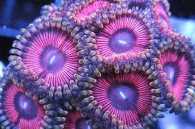 Pink Panther Zoa