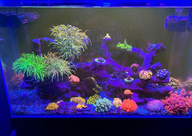 24 Gallon Nano Reef on 2024-11-05T18:16:38.727257Z[GMT]