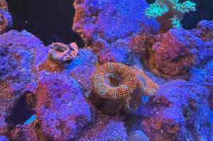 Rainbow Acan Thumbnail