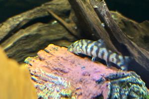 Yoyo Loach Thumbnail