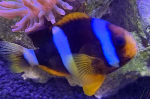 Clarkii Clownfish Thumbnail