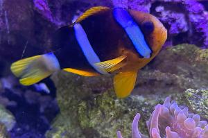 Clarkii Clownfish Thumbnail