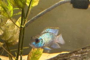 Electric Blue Acara Thumbnail