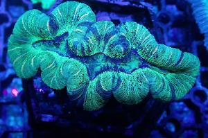 Open Brain Coral Thumbnail