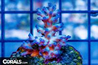 Ice Fire like frag - nice - polyped Thumbnail