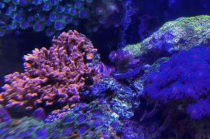 Bubble Tip Anemone Thumbnail