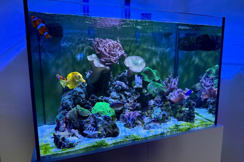 Reef Aquarium Thumbnail