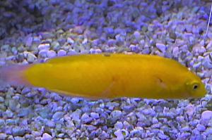 Yellow Wrasse Thumbnail