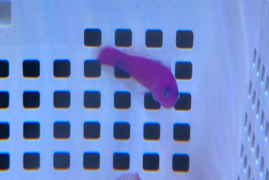 Purple Dottyback