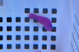 Purple Dottyback Thumbnail