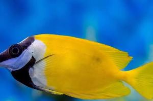 Foxface Rabbitfish Thumbnail