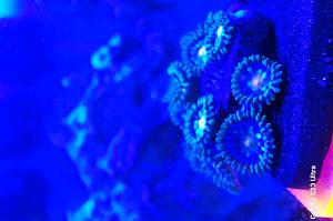 Starfire Zoanthid Thumbnail