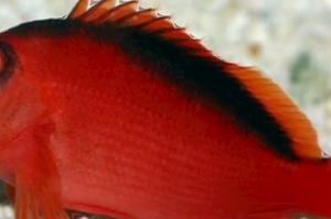 Flame Hawkfish Thumbnail