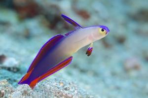 Purple Firefish Thumbnail