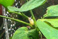 Ear Pond Snail Thumbnail