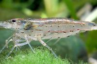 Japonica Amano Shrimp Thumbnail