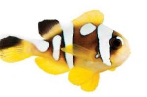 Clarkii Clownfish Thumbnail