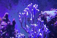 Montipora Digitata Thumbnail