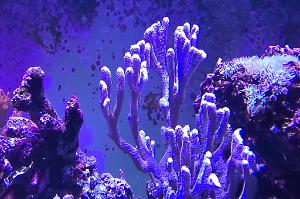 Montipora Digitata