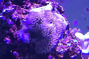 Stylophora Coral Thumbnail