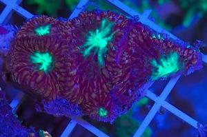 Purple Blastomussa Coral Thumbnail